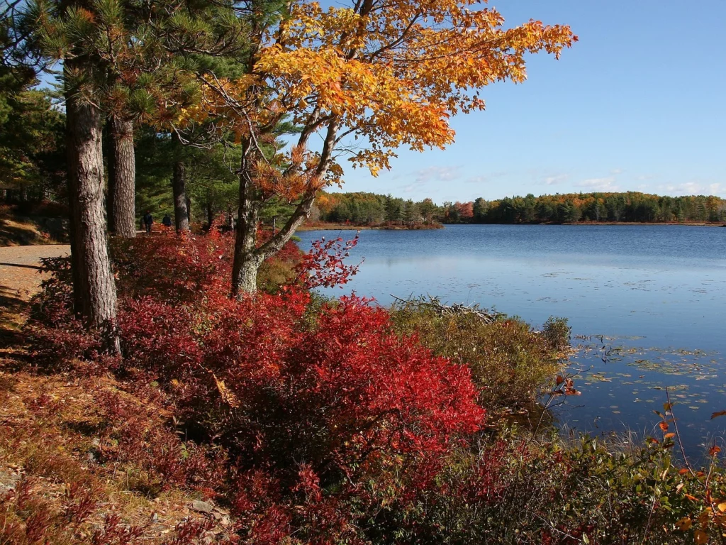 Acadia National Park- forested area in fall on the water