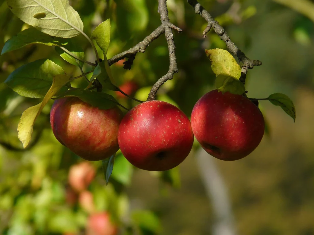 Three red apples hanging from a tree branch in an orchard