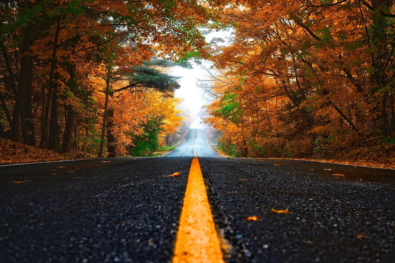 Road through a forest in fall with beautiful orange leaves on trees