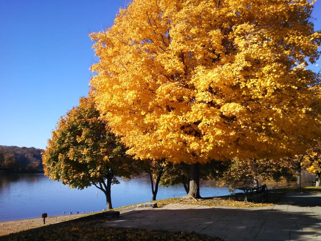 Tree in fall with yellow foliage, located in Iowa