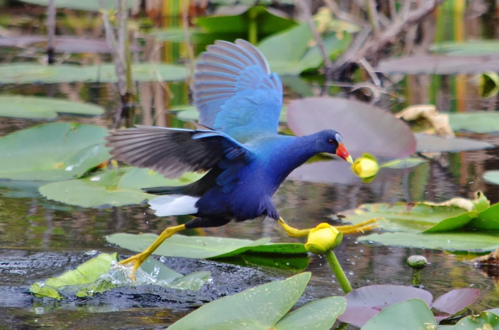 Purple Gallinule bird on the water in the Florida Everglades